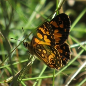 Oreixenica lathoniella at Cotter River, ACT - 20 Feb 2021