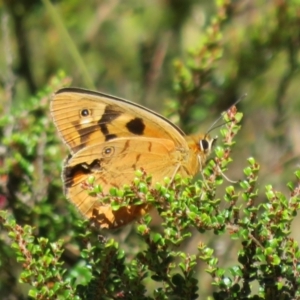 Heteronympha penelope at Cotter River, ACT - 20 Feb 2021