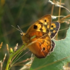 Heteronympha penelope at Cotter River, ACT - 20 Feb 2021