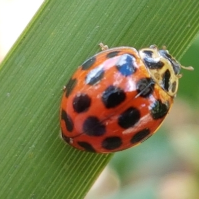 Harmonia conformis (Common Spotted Ladybird) at City Renewal Authority Area - 22 Feb 2021 by tpreston