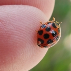 Harmonia conformis at Lyneham Wetland - 22 Feb 2021