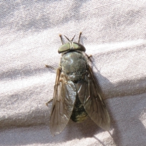 Tabanidae (family) at Brindabella, ACT - 20 Feb 2021