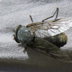 Tabanidae (family) at Brindabella, ACT - 20 Feb 2021 11:31 AM