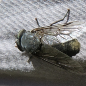 Tabanidae (family) at Brindabella, ACT - 20 Feb 2021