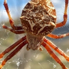Backobourkia (genus) (An orb weaver) at Burra, NSW - 20 Feb 2021 by Safarigirl