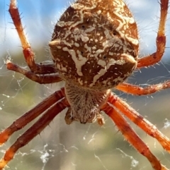 Backobourkia sp. (genus) (An orb weaver) at Burra, NSW - 20 Feb 2021 by Safarigirl