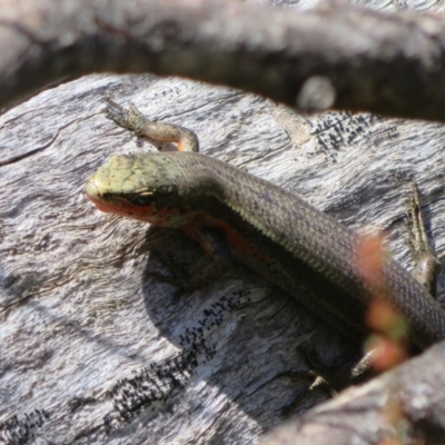 Pseudemoia entrecasteauxii (Woodland Tussock-skink) at Cotter River, ACT - 20 Feb 2021 by Christine