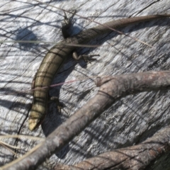 Pseudemoia entrecasteauxii at Cotter River, ACT - 20 Feb 2021 12:17 PM