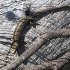 Pseudemoia entrecasteauxii at Cotter River, ACT - 20 Feb 2021 12:17 PM