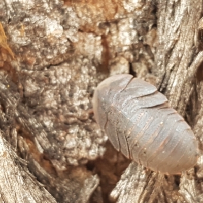 Laxta granicollis (Common bark or trilobite cockroach) at City Renewal Authority Area - 22 Feb 2021 by tpreston