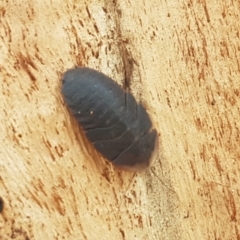 Laxta granicollis at Lyneham, ACT - 22 Feb 2021