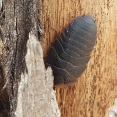 Laxta granicollis at Lyneham, ACT - 22 Feb 2021