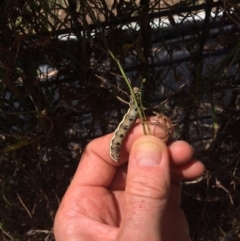 Aedia leucomelas acronyctoides at Aranda, ACT - 23 Feb 2021