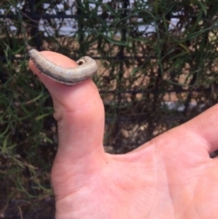 Aedia leucomelas acronyctoides at Aranda, ACT - 23 Feb 2021