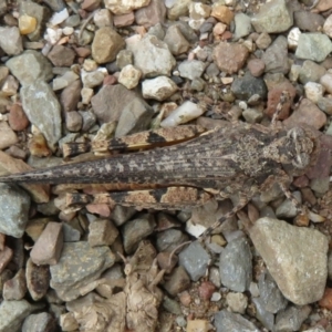 Pycnostictus seriatus at Cotter River, ACT - 20 Feb 2021 11:57 AM