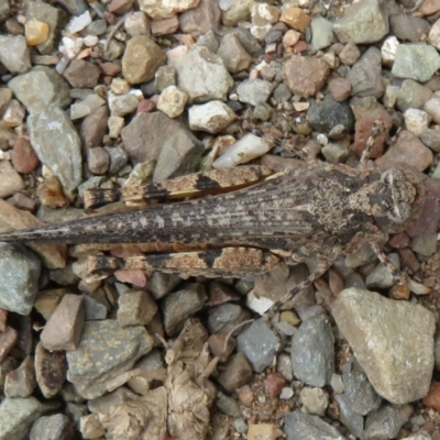 Pycnostictus seriatus (Common Bandwing) at Namadgi National Park - 20 Feb 2021 by Christine