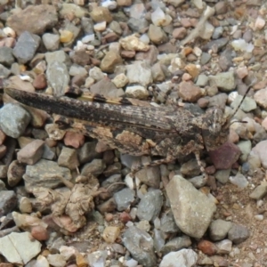 Pycnostictus seriatus at Cotter River, ACT - 20 Feb 2021 11:57 AM