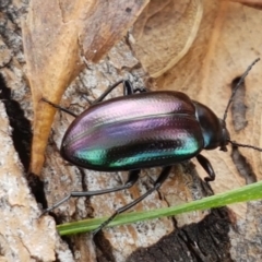 Chalcopteroides columbinus (Rainbow darkling beetle) at Sullivans Creek, Lyneham South - 22 Feb 2021 by trevorpreston