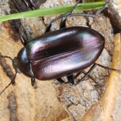 Chalcopteroides columbinus at Lyneham, ACT - 22 Feb 2021 02:55 PM