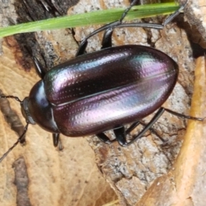 Chalcopteroides columbinus at Lyneham, ACT - 22 Feb 2021