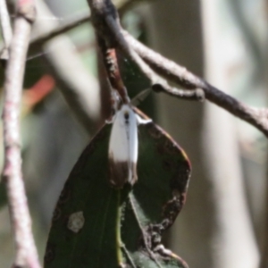 Acyphas semiochrea at Cotter River, ACT - 20 Feb 2021