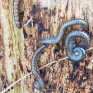 Diplopoda (class) at Lyneham Wetland - 22 Feb 2021 02:56 PM