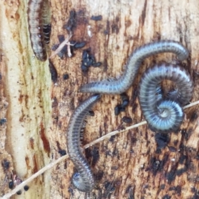 Diplopoda (class) (Unidentified millipede) at Sullivans Creek, Lyneham South - 22 Feb 2021 by trevorpreston
