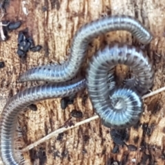 Diplopoda (class) at Lyneham Wetland - 22 Feb 2021 02:56 PM