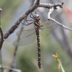 Austroaeschna inermis (Whitewater Darner) at Namadgi National Park - 20 Feb 2021 by Christine