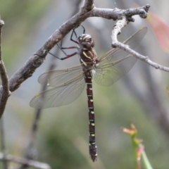 Austroaeschna inermis (Whitewater Darner) at Cotter River, ACT - 20 Feb 2021 by Christine