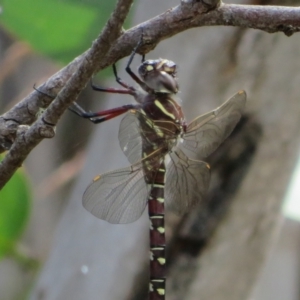 Austroaeschna inermis at Cotter River, ACT - 20 Feb 2021 12:06 PM