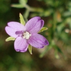 Epilobium sp. (A Willow Herb) at City Renewal Authority Area - 22 Feb 2021 by tpreston