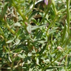 Epilobium sp. at Lyneham Wetland - 22 Feb 2021