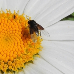 Geron nigralis (Slender bee fly) at Crooked Corner, NSW - 22 Feb 2021 by Milly