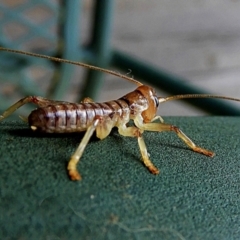 Gryllacrididae sp. (family) (Wood, Raspy or Leaf Rolling Cricket) at Crooked Corner, NSW - 21 Feb 2021 by Milly