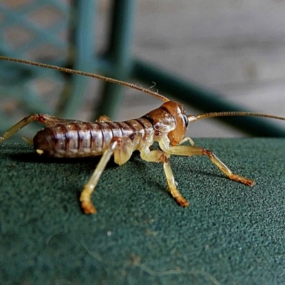 Gryllacrididae sp. (family) (Wood, Raspy or Leaf Rolling Cricket) at Crooked Corner, NSW - 21 Feb 2021 by Milly