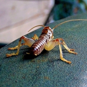 Gryllacrididae (family) at Crooked Corner, NSW - 22 Feb 2021 07:43 AM