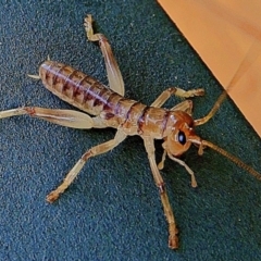 Gryllacrididae (family) at Crooked Corner, NSW - 22 Feb 2021 07:43 AM