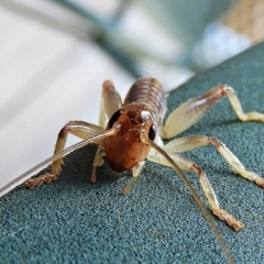 Gryllacrididae (family) at Crooked Corner, NSW - 22 Feb 2021 07:43 AM