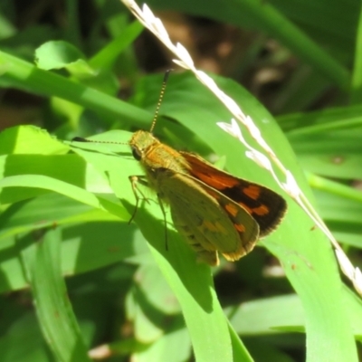 Ocybadistes walkeri (Green Grass-dart) at Macarthur, ACT - 22 Feb 2021 by RodDeb