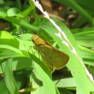 Ocybadistes walkeri at Macarthur, ACT - 22 Feb 2021