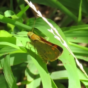 Ocybadistes walkeri at Macarthur, ACT - 22 Feb 2021