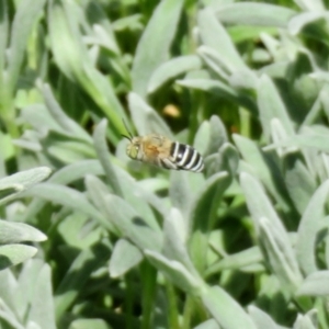 Amegilla sp. (genus) at Macarthur, ACT - 22 Feb 2021