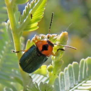 Aporocera (Aporocera) consors at Macarthur, ACT - 22 Feb 2021 01:55 PM