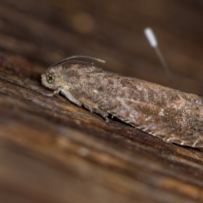 Spilonota-group (A Tortricid moth) at Melba, ACT - 11 Feb 2021 by Bron