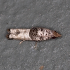 Spilonota constrictana (A Tortricid moth) at Melba, ACT - 11 Feb 2021 by Bron