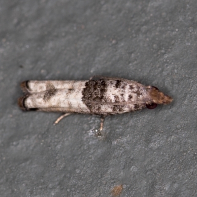 Spilonota constrictana (A Tortricid moth) at Melba, ACT - 11 Feb 2021 by Bron