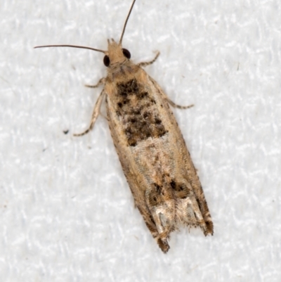 Crocidosema plebejana (Cotton Tipworm Moth) at Melba, ACT - 11 Feb 2021 by Bron