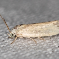 Earias chlorodes (Pale Earias) at Melba, ACT - 11 Feb 2021 by Bron