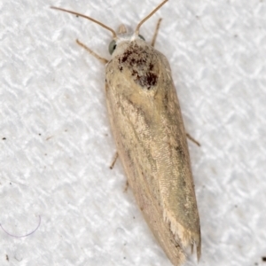 Earias chlorodes at Melba, ACT - 11 Feb 2021 10:10 AM